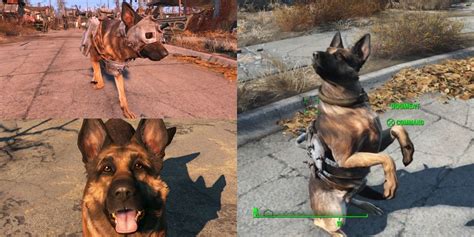 find dog fallout 4|fallout 4 rename dogmeat.